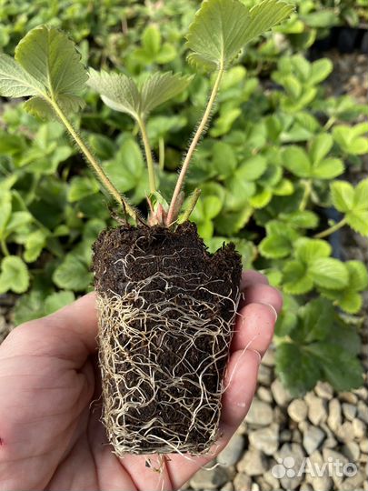 Саженцы клубники