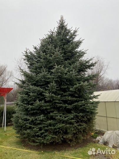 Ель живая