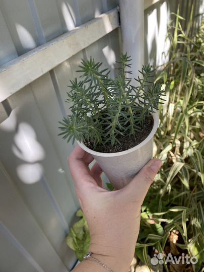 Очитки почвопокровники,цветы для сада