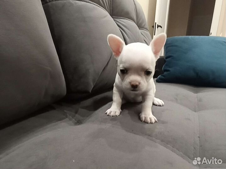 Собаки щенки