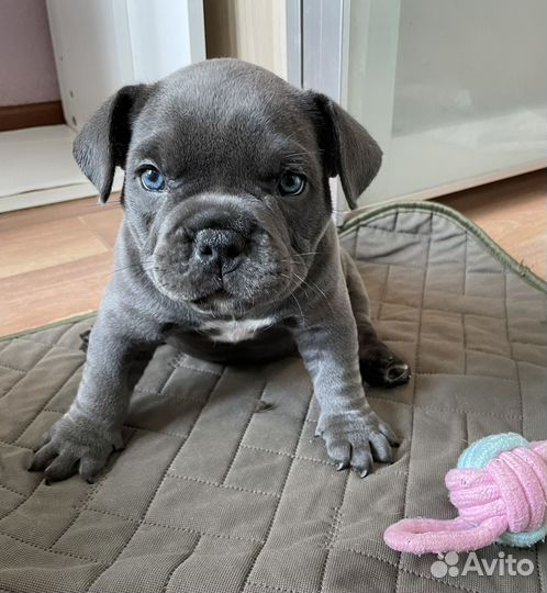 Американский булли