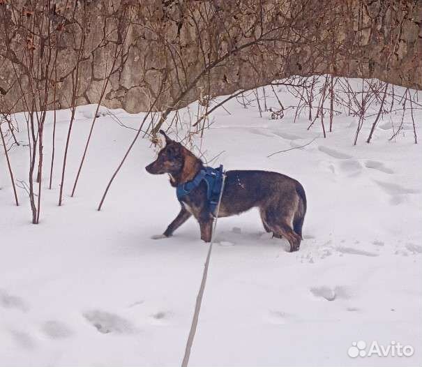 В СПб Руфа, 11 мес, 40 см