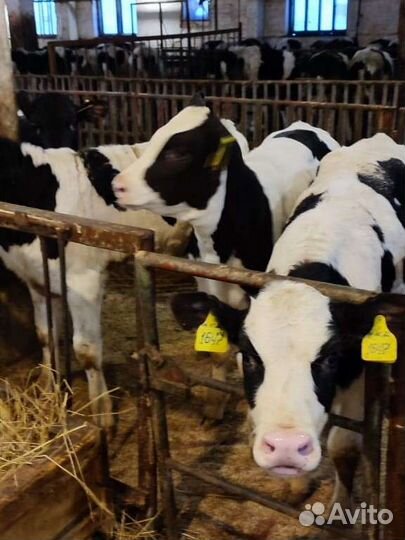 Бычки телята