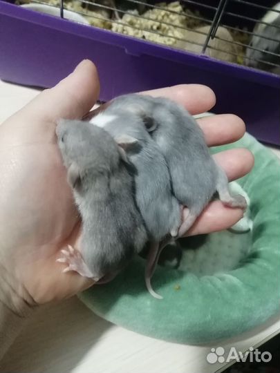 Крыса крысята дамбо