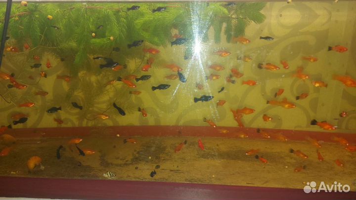 Мальки малинезии, меченосцы