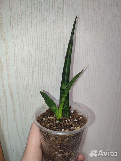 Сансевиерия Фернвурд Микадо цилиндрическая