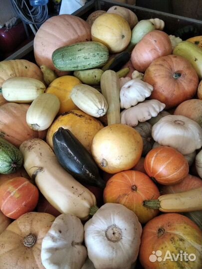 Тыква,кабачки, патиссоны