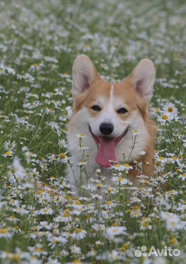 Вязка (вельш-корги пемброк)