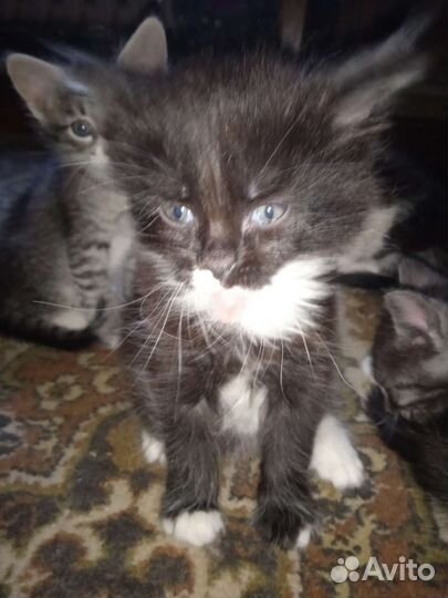 Кошка в дар