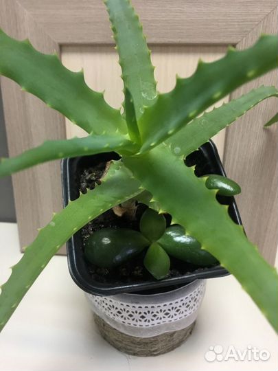 Алоэ вера, сизое, столетник