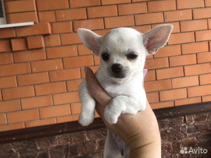 Щенки чихуахуа мини