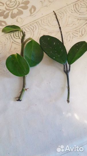 Комнатные растения цветы