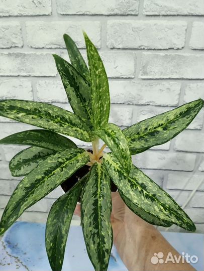 Аглаонема Матча Лимон