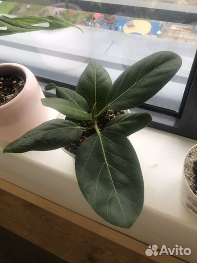 Фикусы срежу макушки