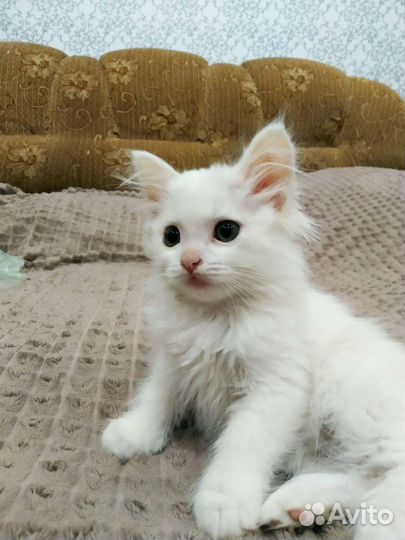 Котенок, красивая девочка 2 мес в добрые руки