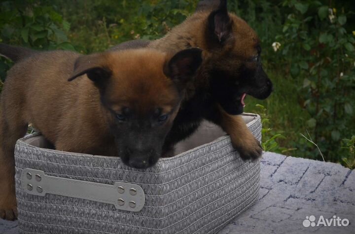 Щенки бельгийской овчарки малинуа