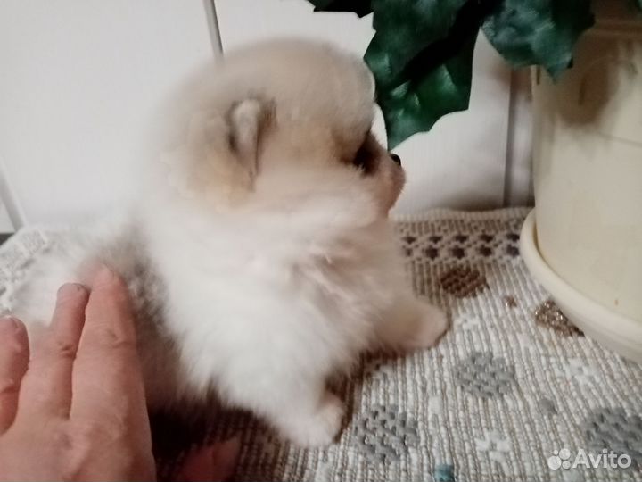 Микро девочки