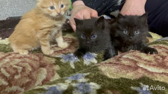 Домашние животные бесплатно