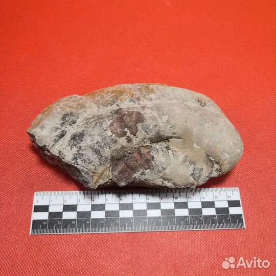 Окаменелость. Большой аммонит