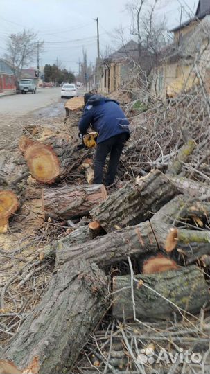 Спил деревьев