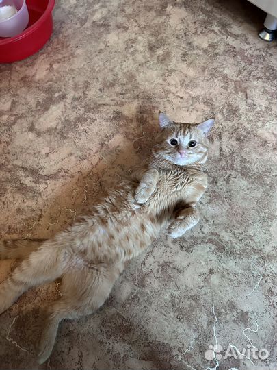 Добрый котик