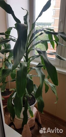 Комнатные цветы драцена