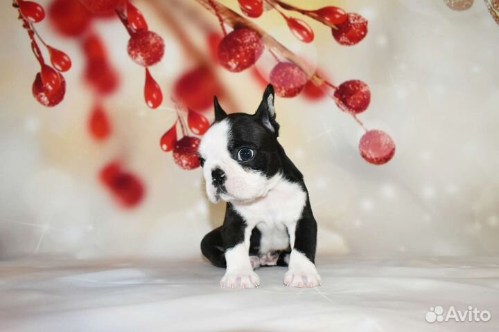 Бостон терьер