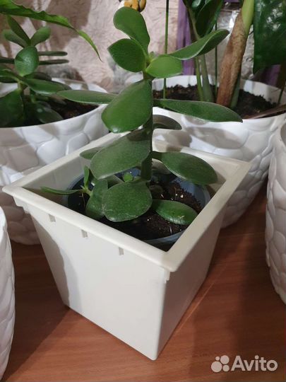 Толстянка,денежное дерево