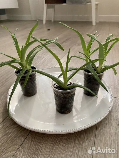 Алоэ комнатеые цветы