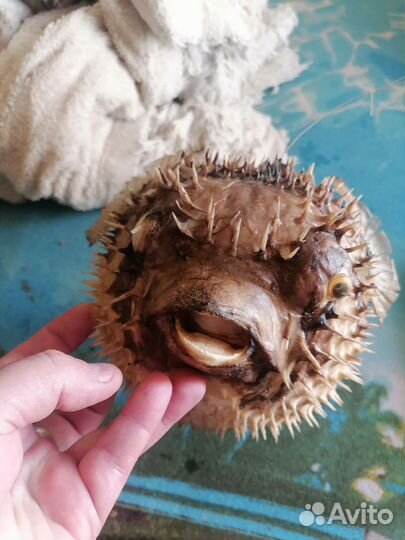 Чучело рыбы еж