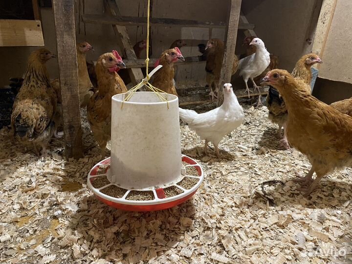 Цыплята 3,5мес кучинская юбилейная, мини леггорн