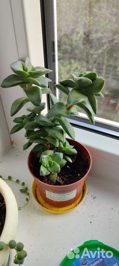 Кактусы и суккуленты