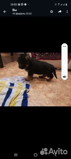 Высокопородные щенки немецкой овчарки