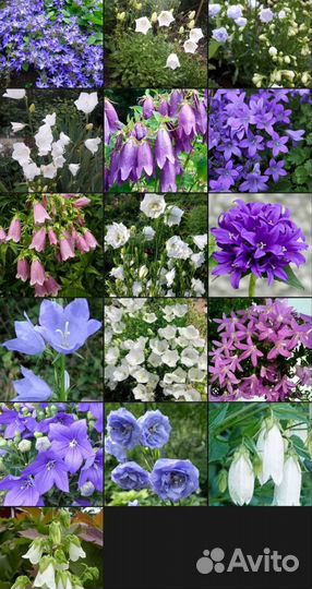 Растения садовые Симферополь