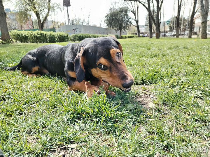 Помесь таксы