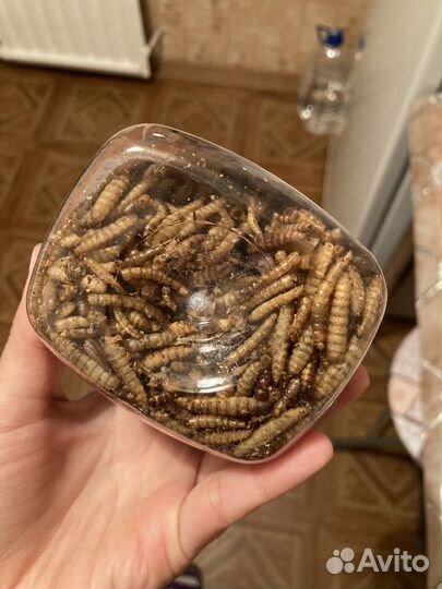 Кормовые насекомые