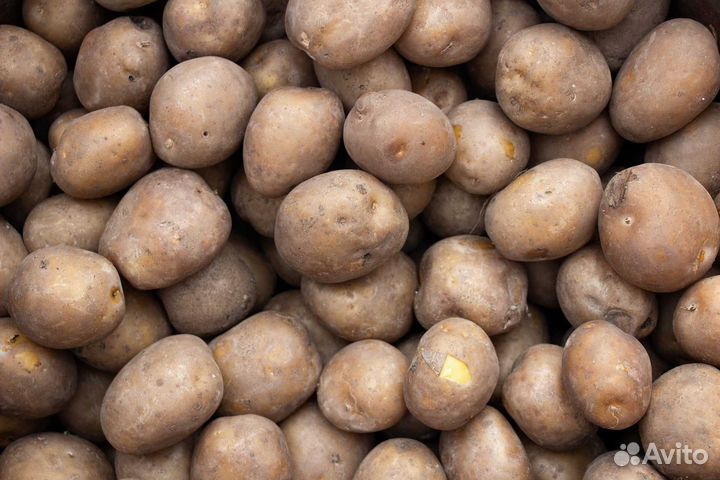 Посадочный картофель