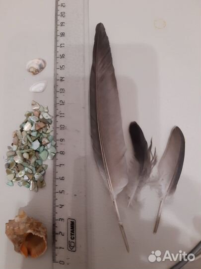 Природный материал для поделок