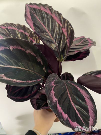 Калатея 5 видов
