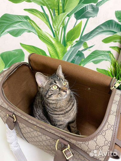 Сумка переноска для животных Gucci