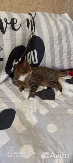 Передержка кошек на Ладожской (у котоняни дома)