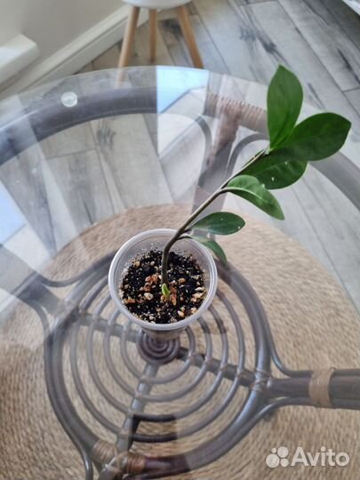 Замиокулькас