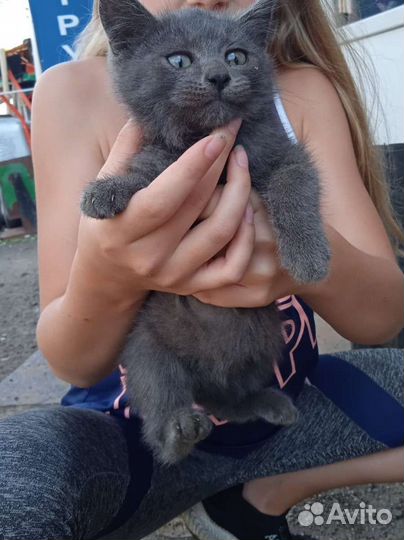 Котята в добрые руки 2 месяца