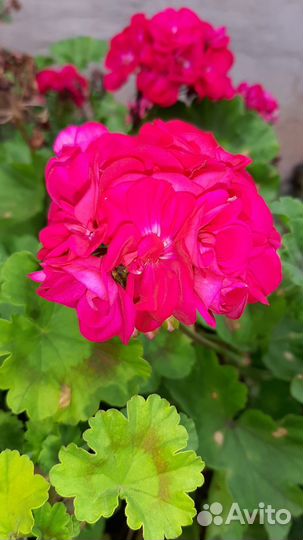 Герань пеларгония