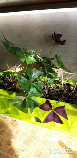 Дифенбахия, глоксиния, кислица