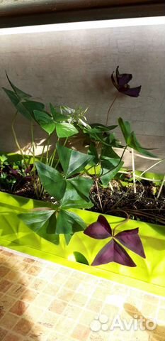 Дифенбахия, глоксиния, кислица