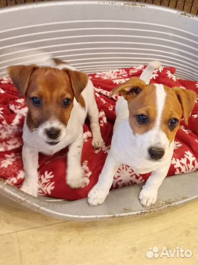 Щенки джек рассел терьер