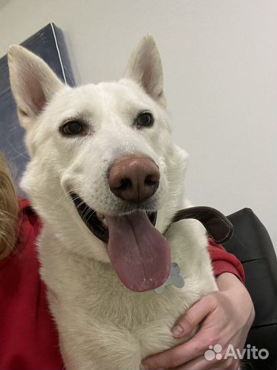 Самый лучший пес в мире в поисках дома