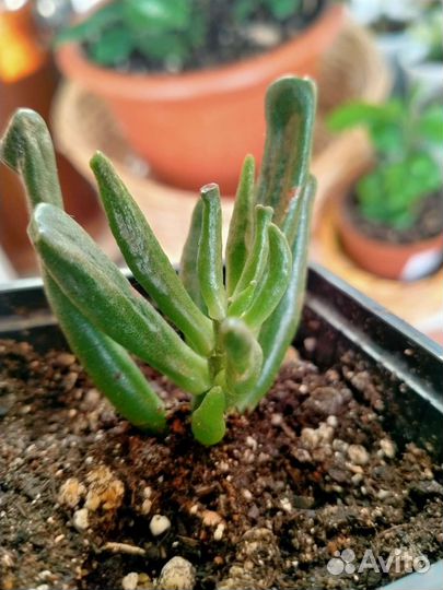 Сциндапсус,крассула хоббит