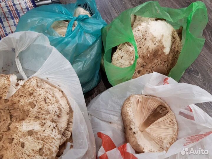 Продам грибы зонтики